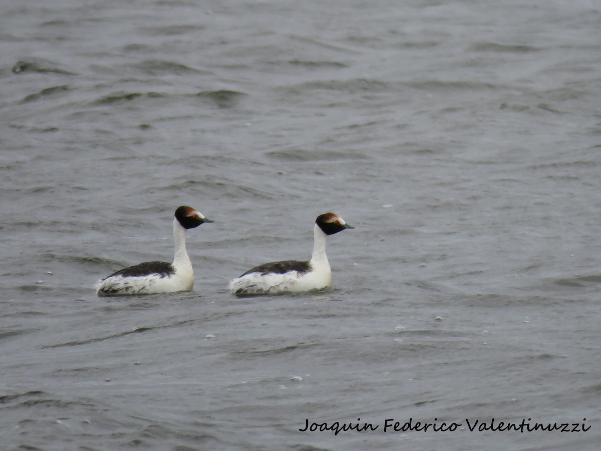 Hooded Grebe - Joaquin Yako Valentinuzzi