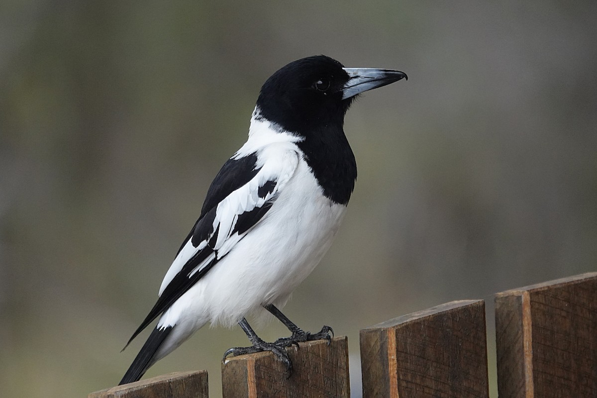 Pied Butcherbird - ML251785321