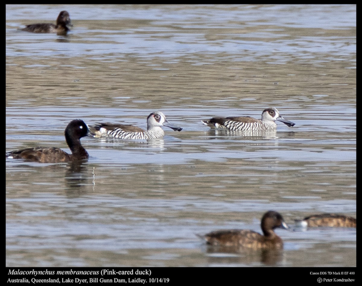 Pink-eared Duck - ML251787241