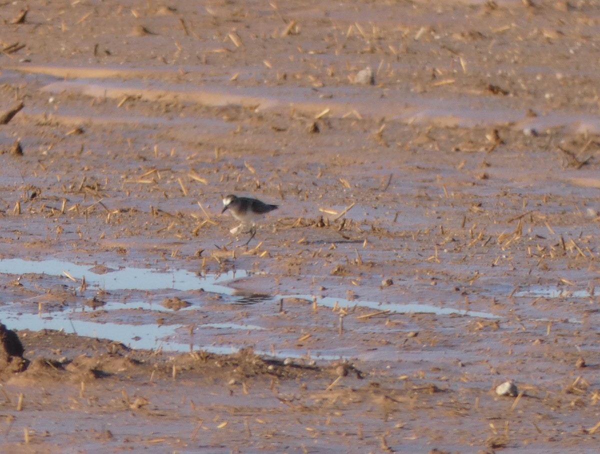 Semipalmated Sandpiper - ML251790501