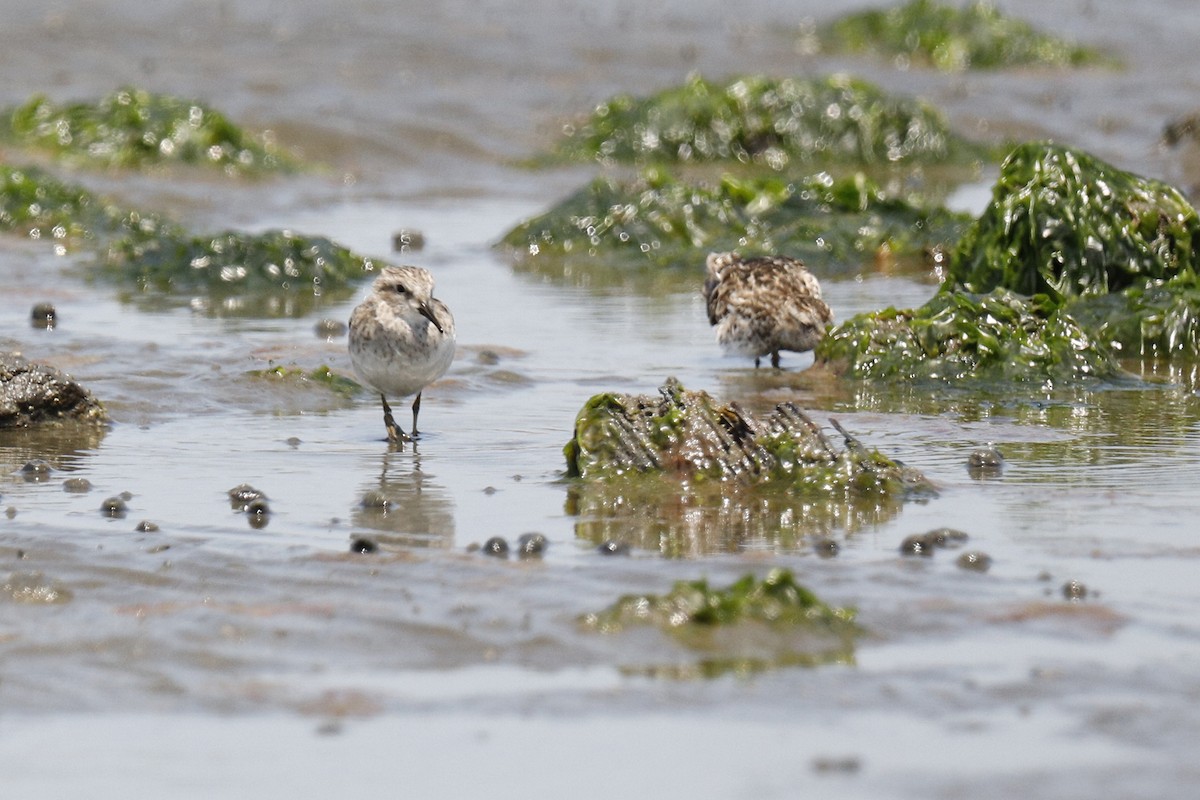 Least Sandpiper - Audry Nicklin