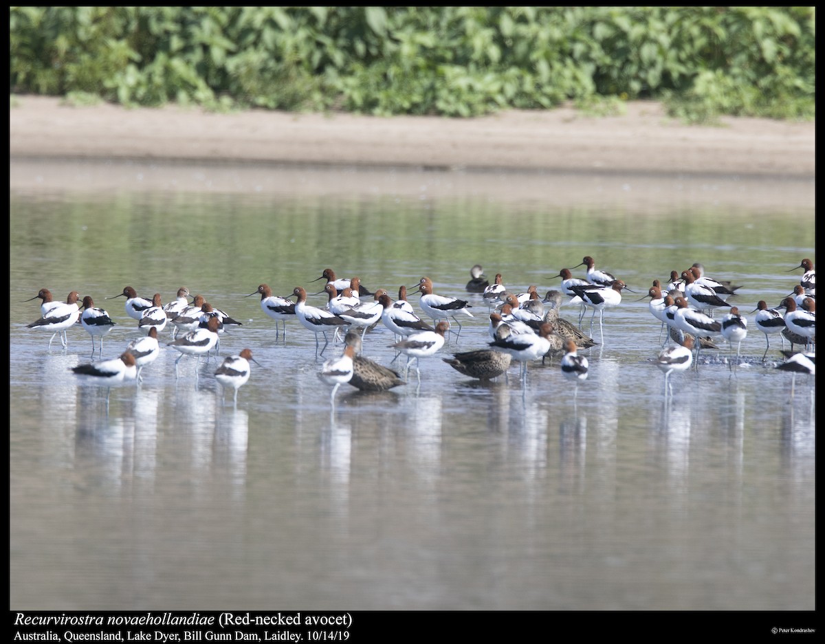 Avocette d'Australie - ML251791951