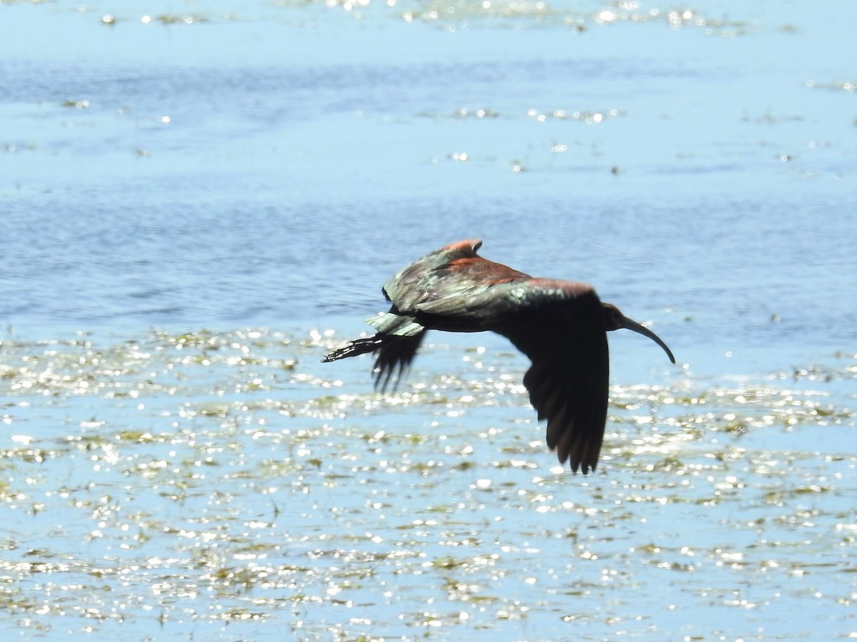 ibis americký - ML251791991