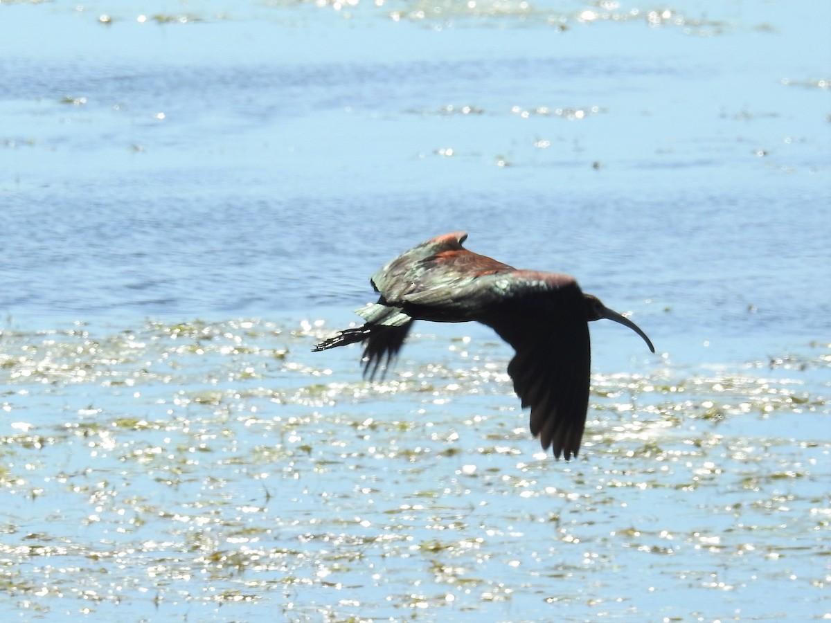 White-faced Ibis - ML251791991