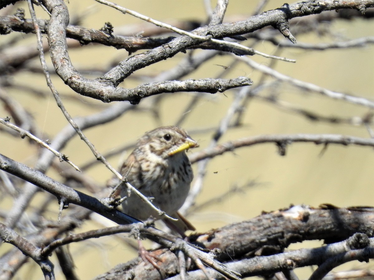 Savannah Sparrow - ML251792161