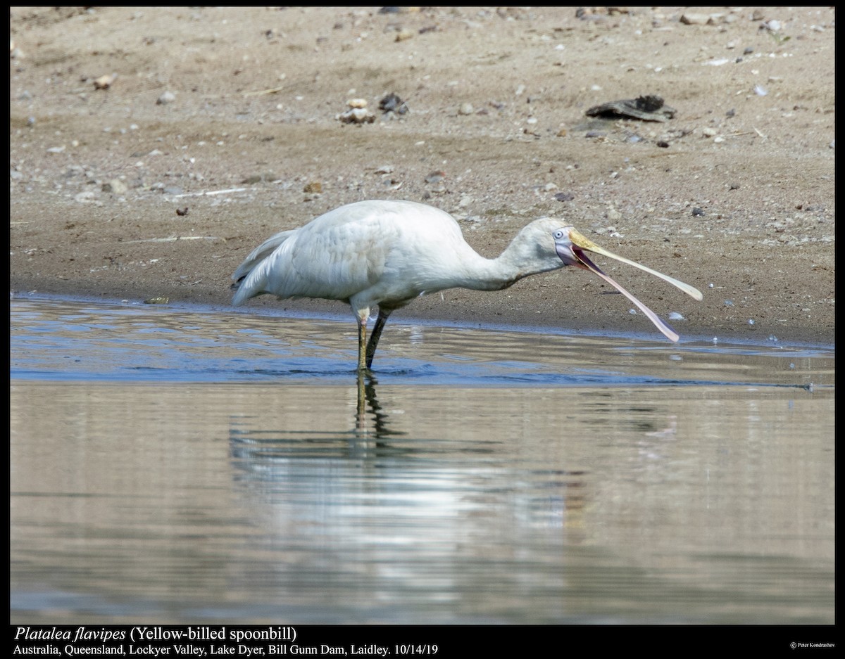 Yellow-billed Spoonbill - ML251793541