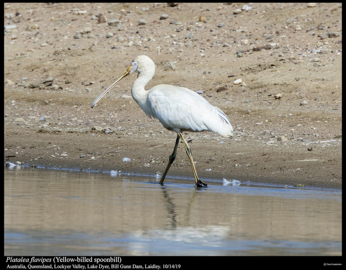 Yellow-billed Spoonbill - ML251793591