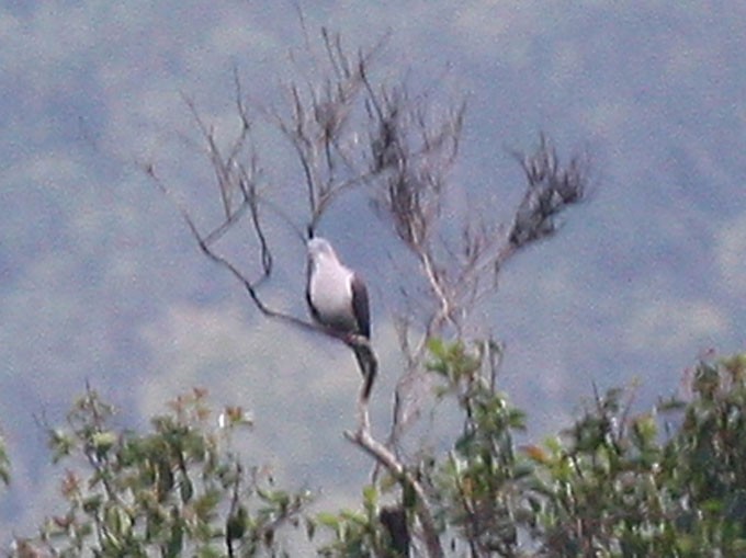 Mountain Imperial-Pigeon - ML251793691