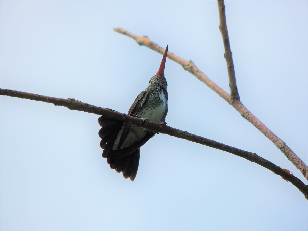 Glittering-throated Emerald - ML251794281