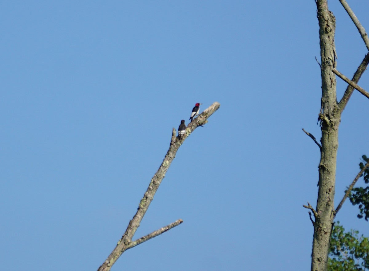 Red-headed Woodpecker - ML251794561