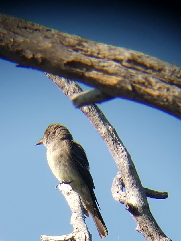 Western Wood-Pewee - ML251794871