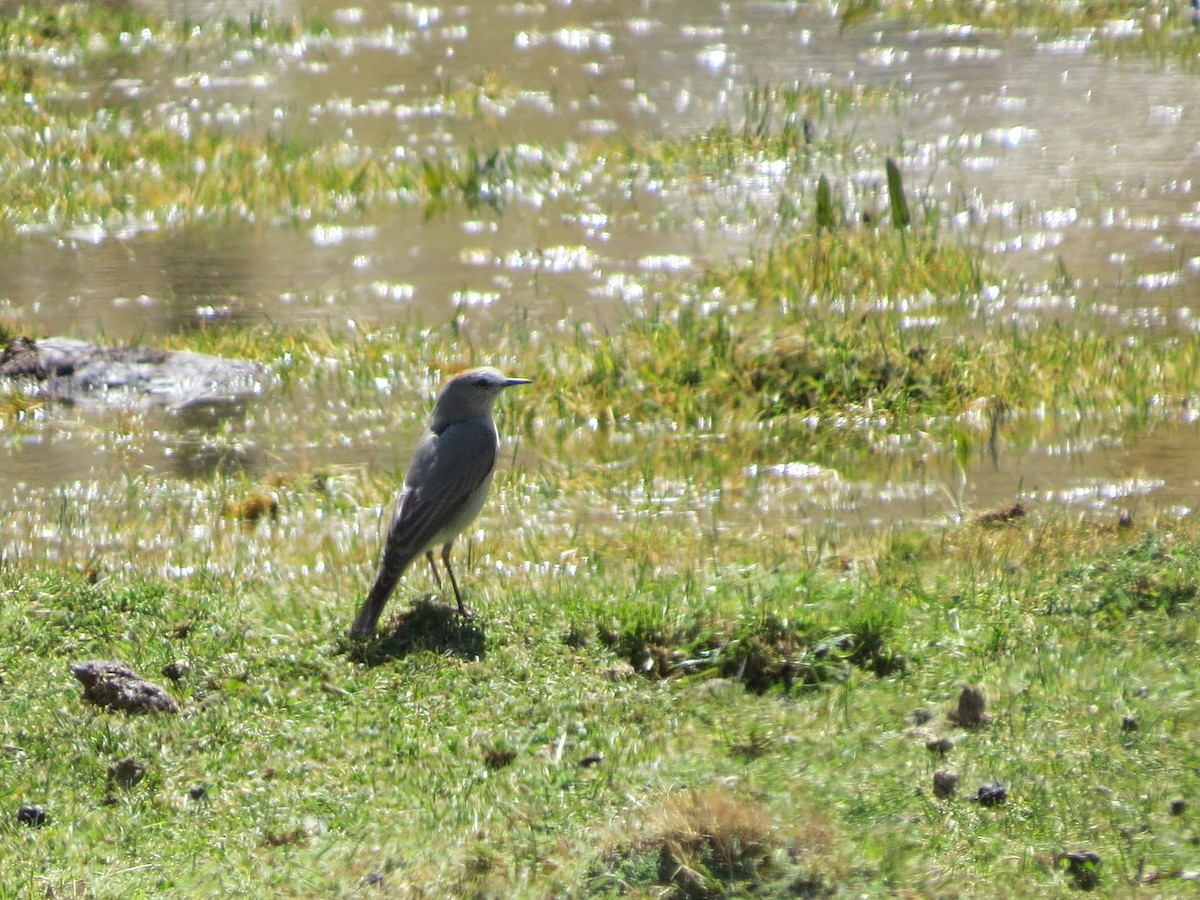 Rufous-naped Ground-Tyrant - Jessie Williamson