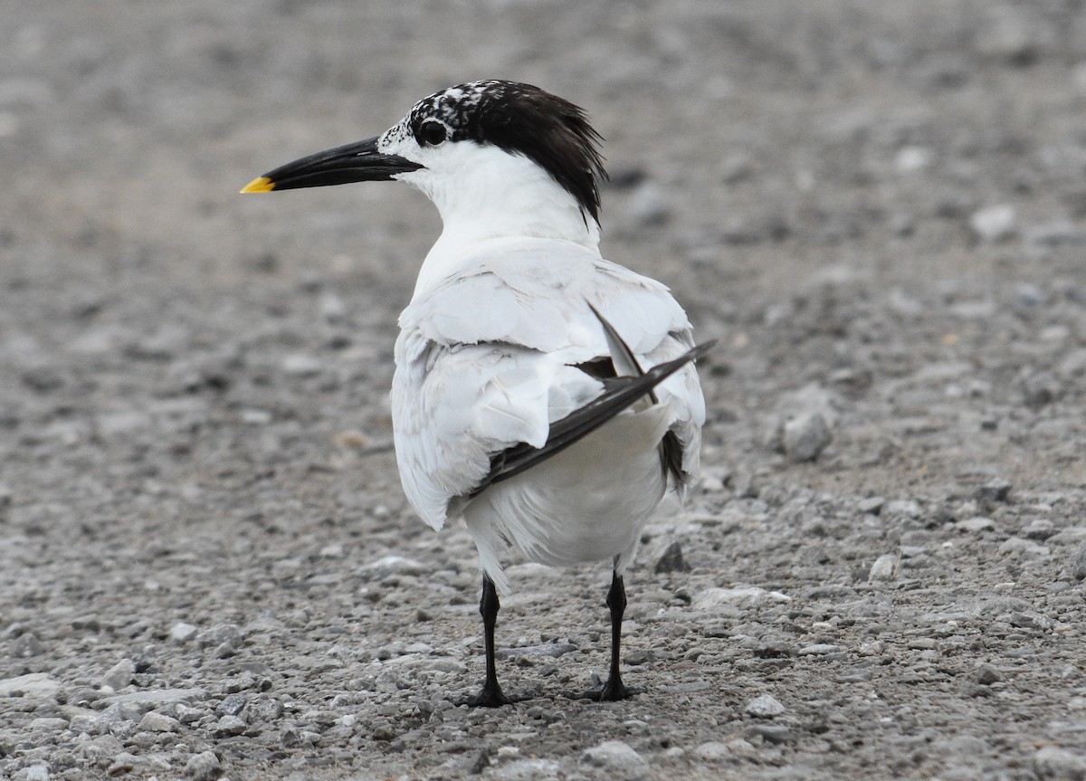 Sandwich Tern - Andrew From