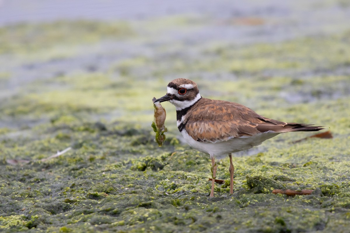 Killdeer - Gaurav Manglik