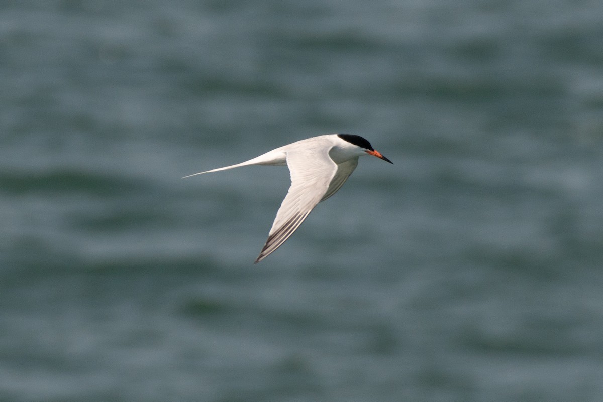 Roseate Tern - Cody Limber