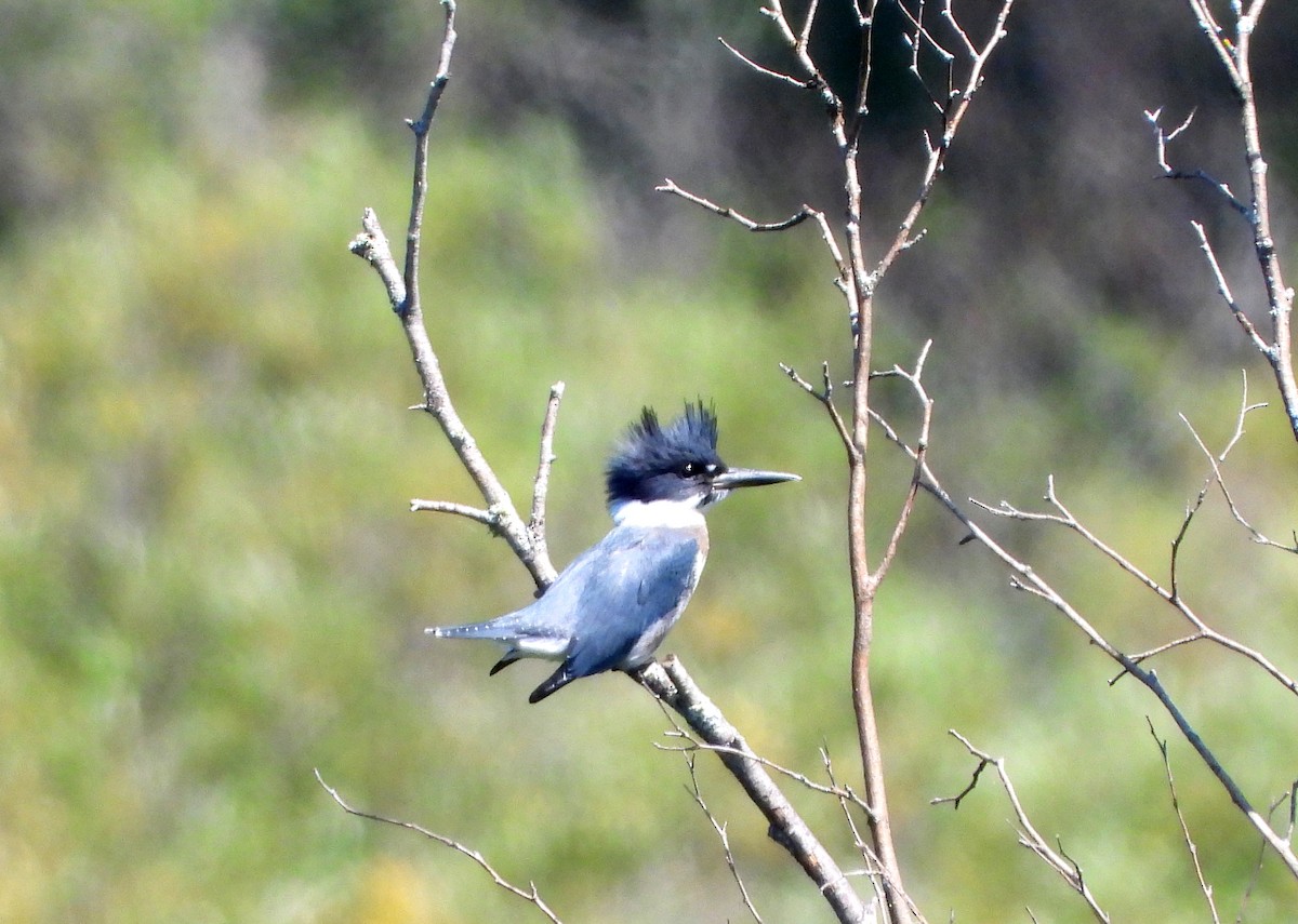 Belted Kingfisher - ML251798521