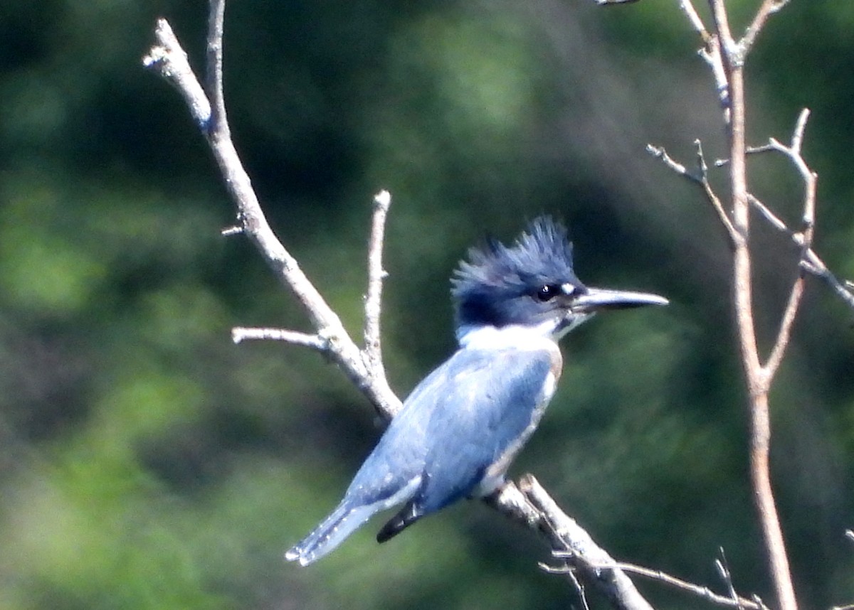 Belted Kingfisher - ML251798611
