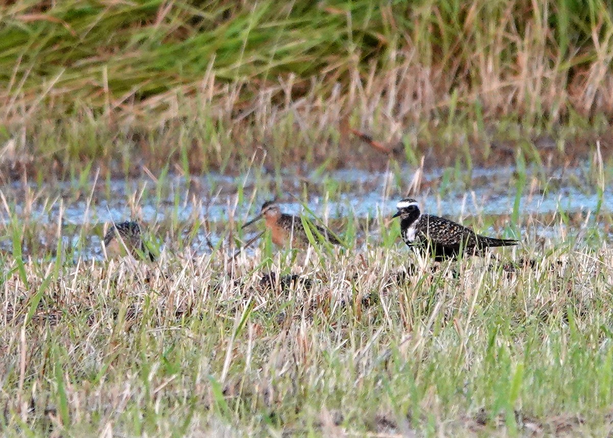 American Golden-Plover - ML251798631