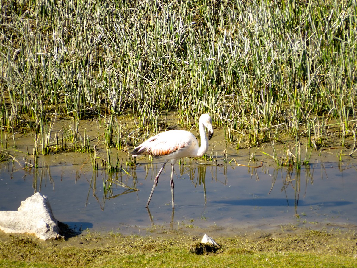 Şili Flamingosu - ML251800261