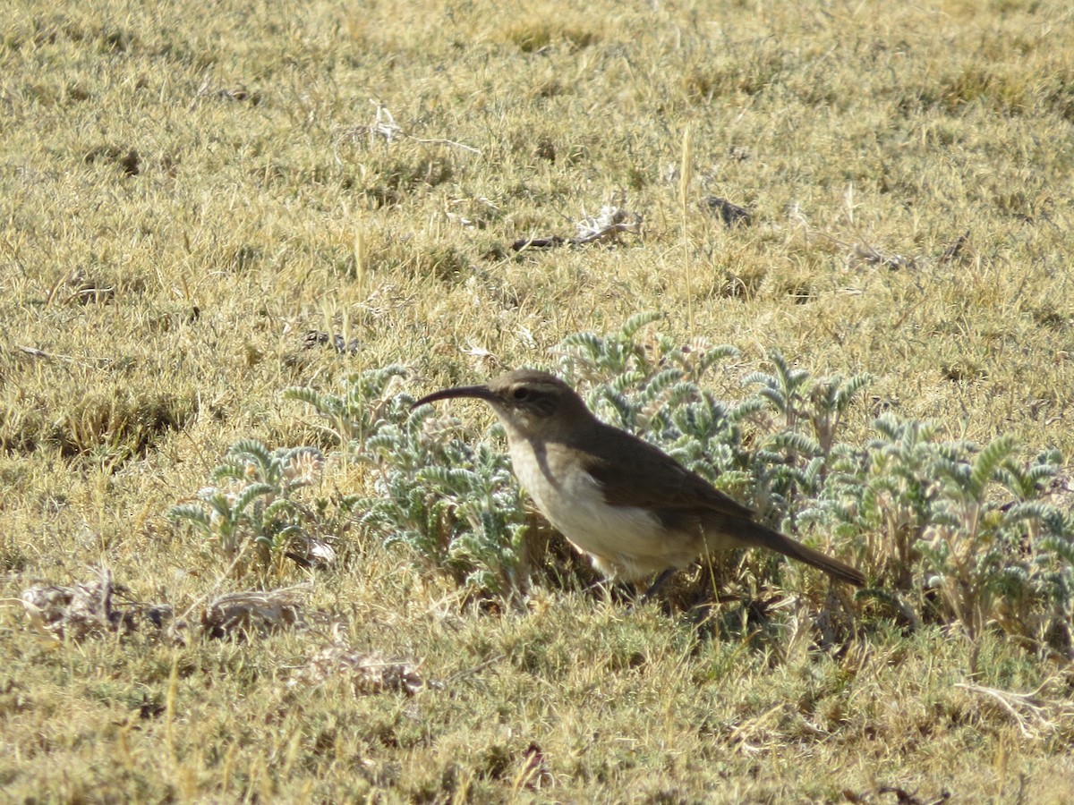 Buff-breasted Earthcreeper (Plain-breasted) - ML251800311