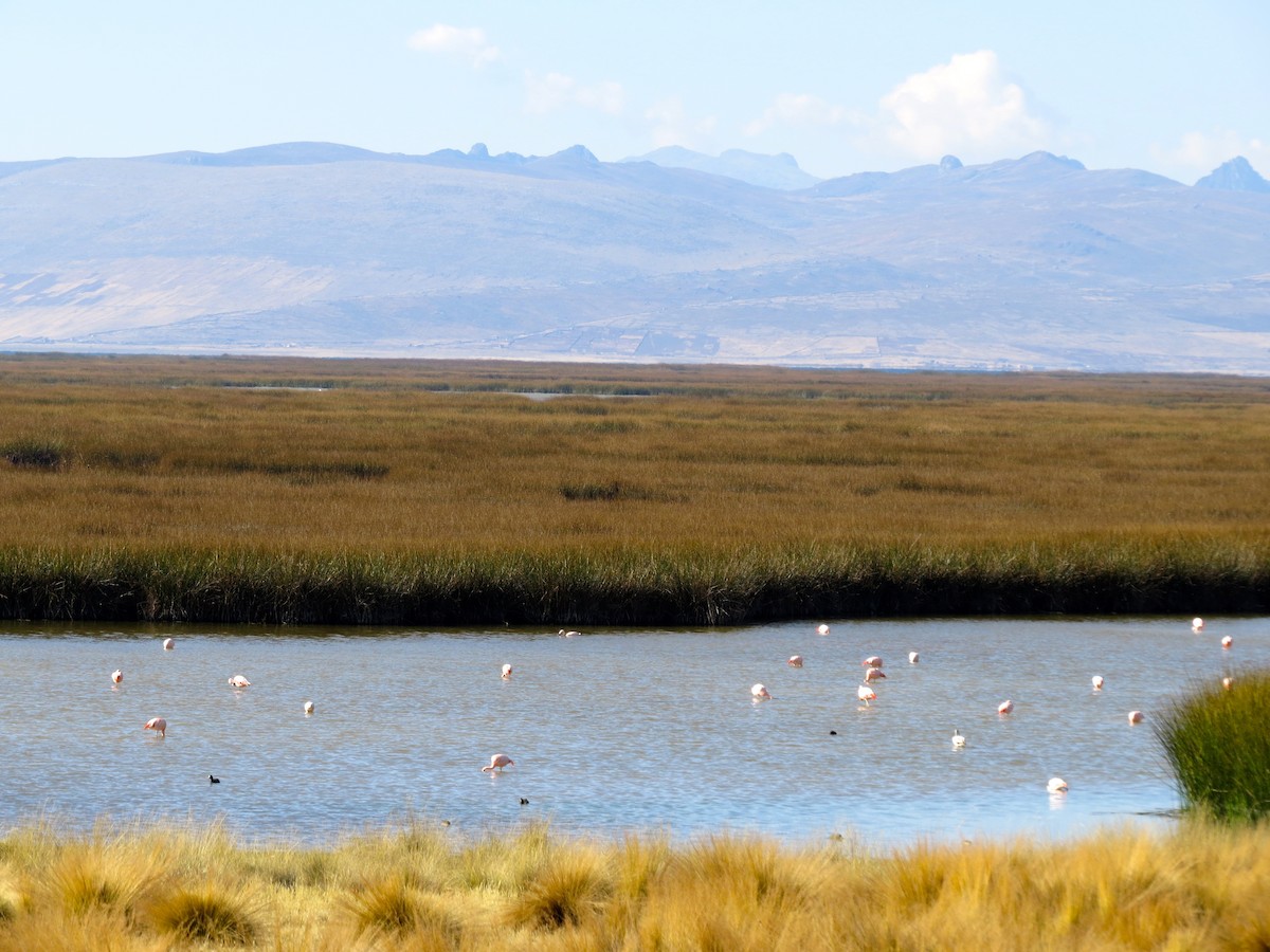 Chilean Flamingo - ML251800341