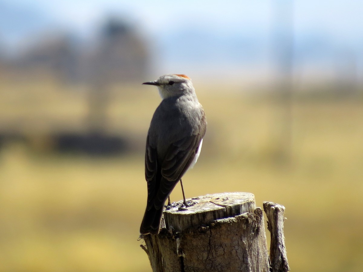 Rufous-naped Ground-Tyrant - ML251800601