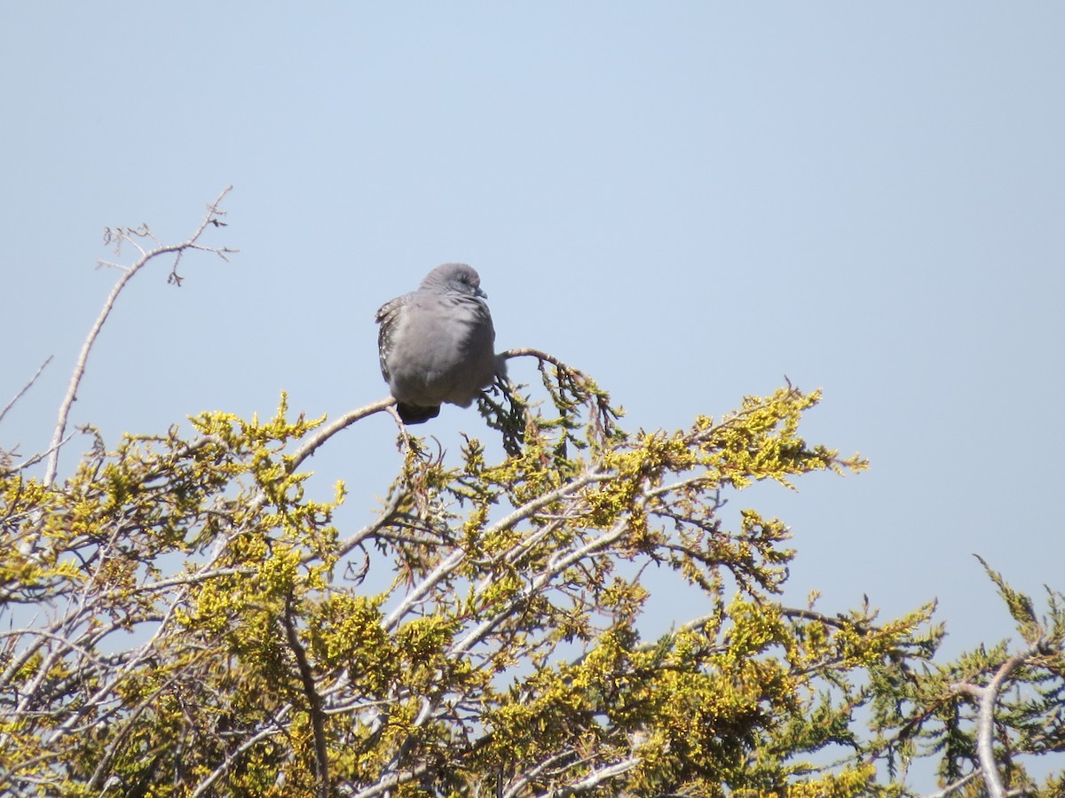 Pigeon tigré - ML251800721