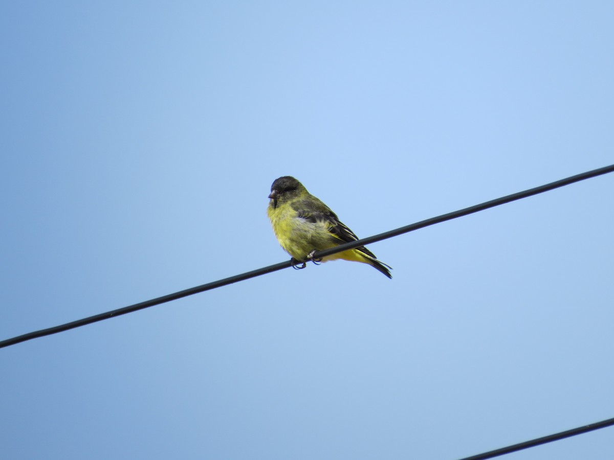 Tarin à croupion jaune - ML251801121