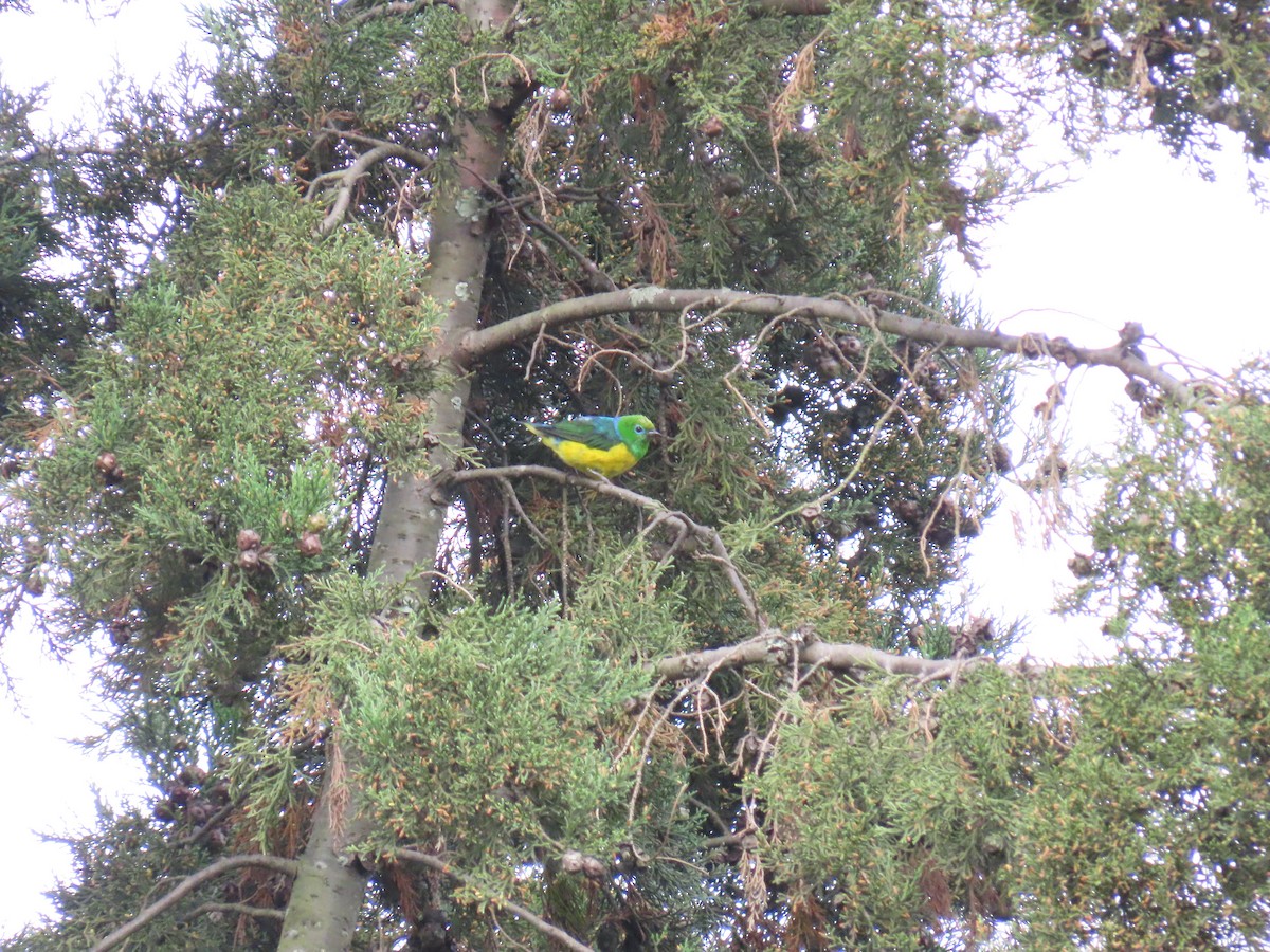 Blue-naped Chlorophonia - ML251801611