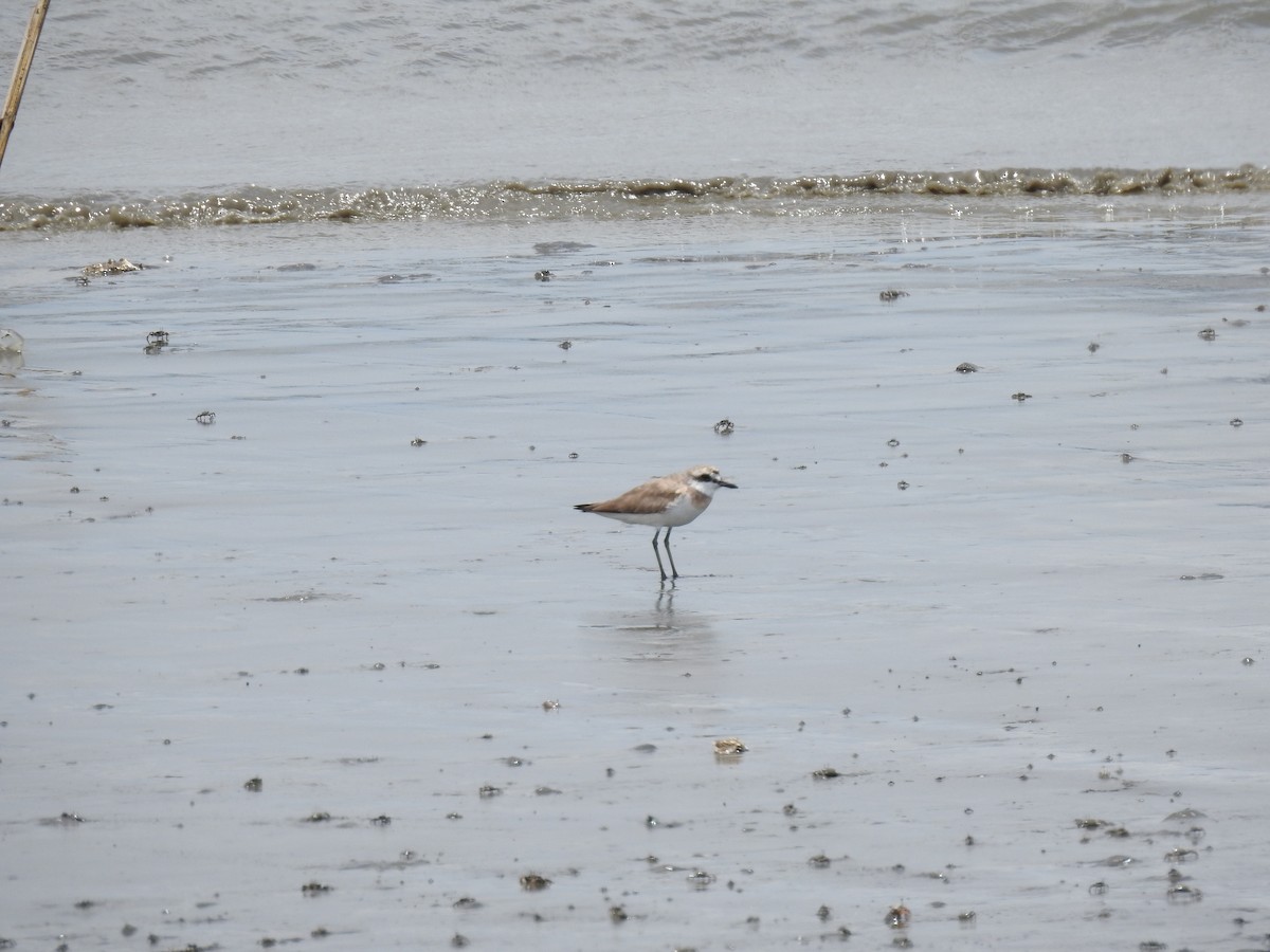 Siberian/Tibetan Sand-Plover - ML251801811