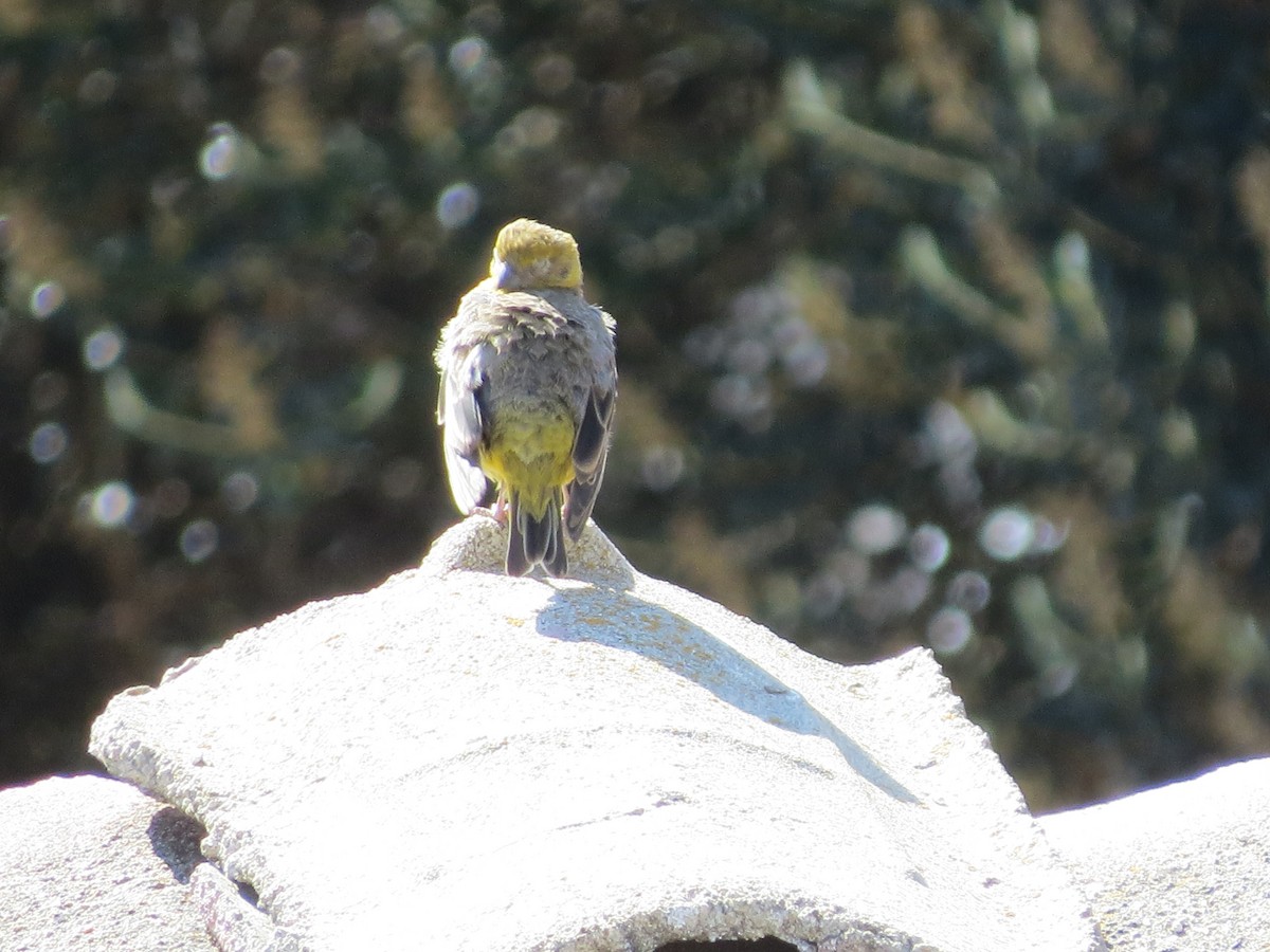 Sicale à croupion jaune - ML251801851