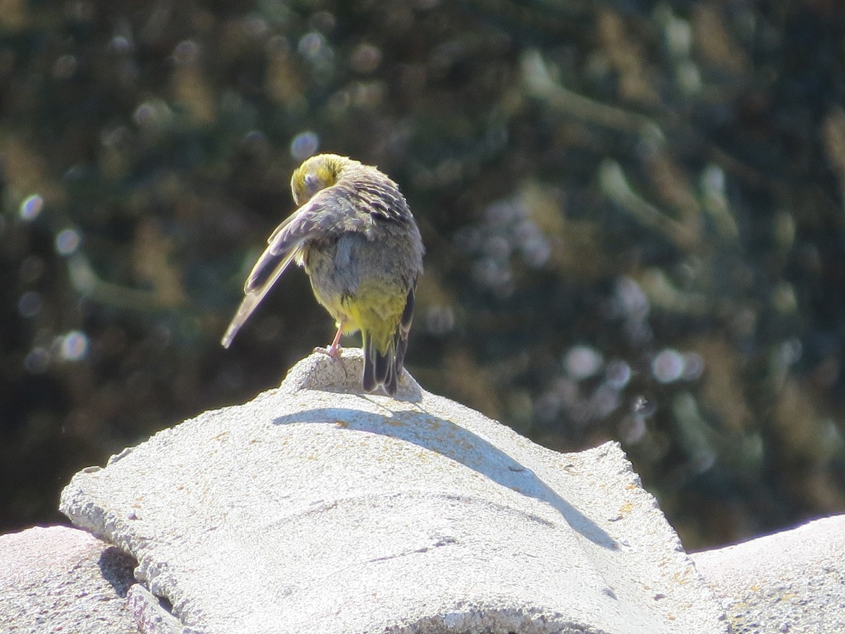 Sicale à croupion jaune - ML251801871