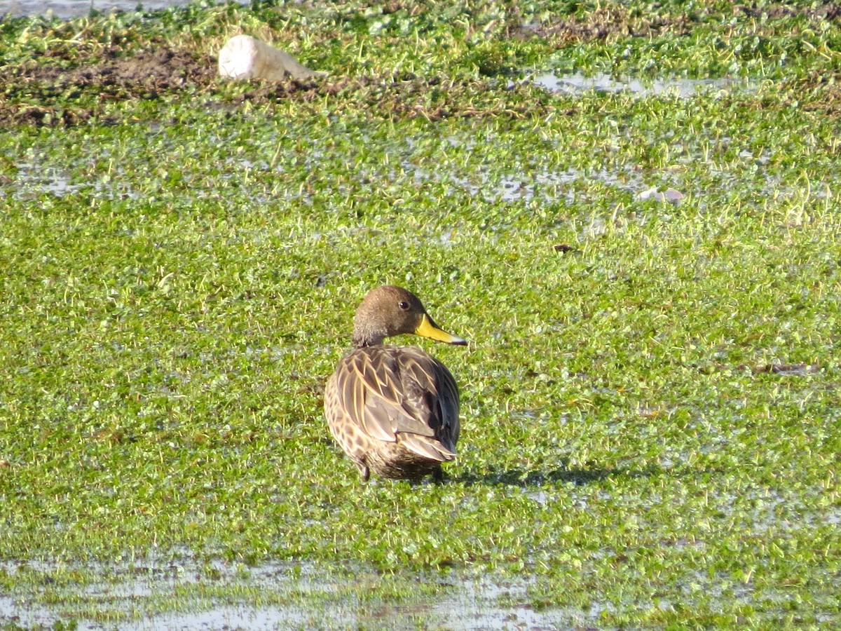 Yellow-billed Pintail - ML251802241