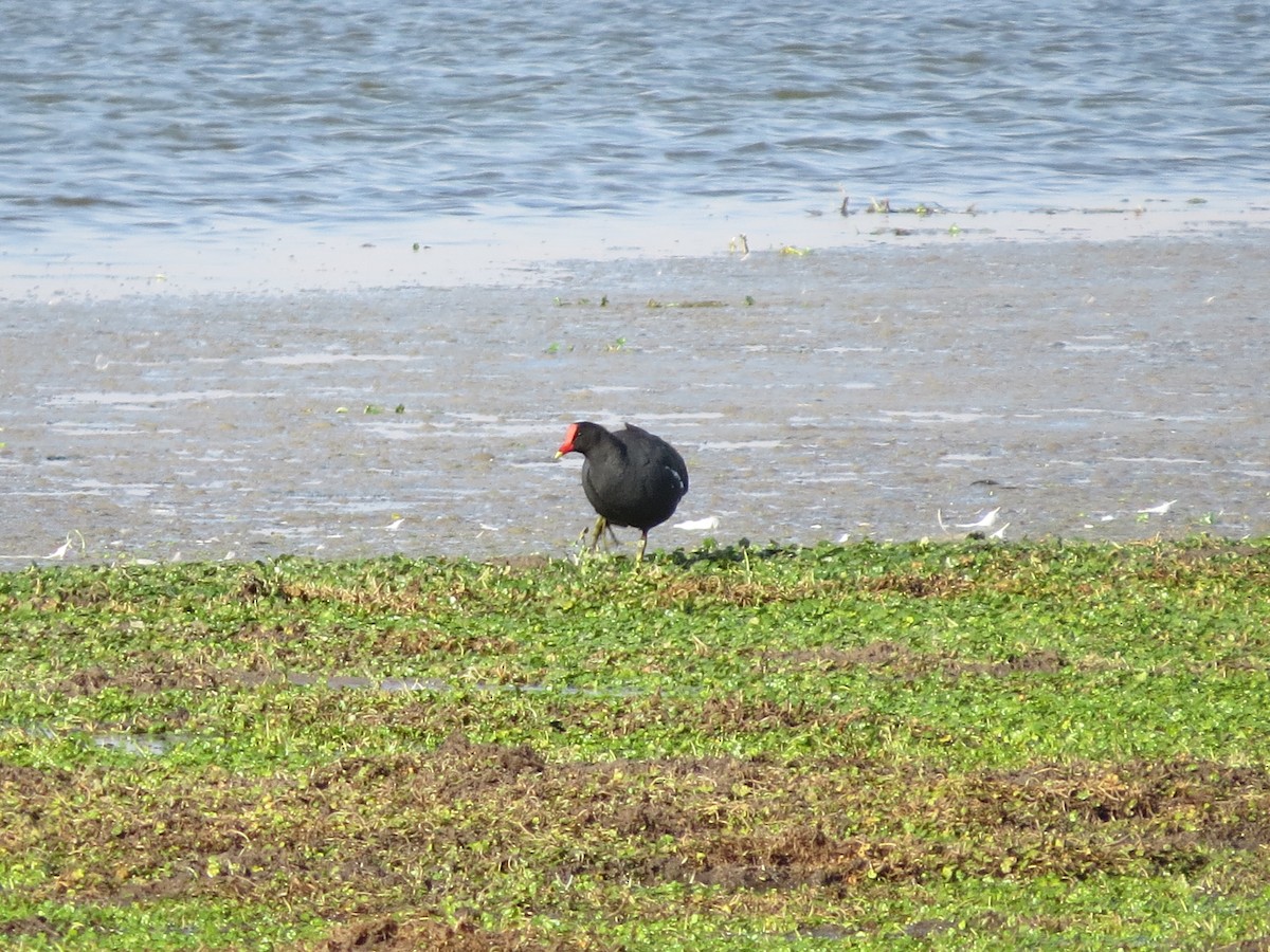 Gallinule d'Amérique - ML251802281