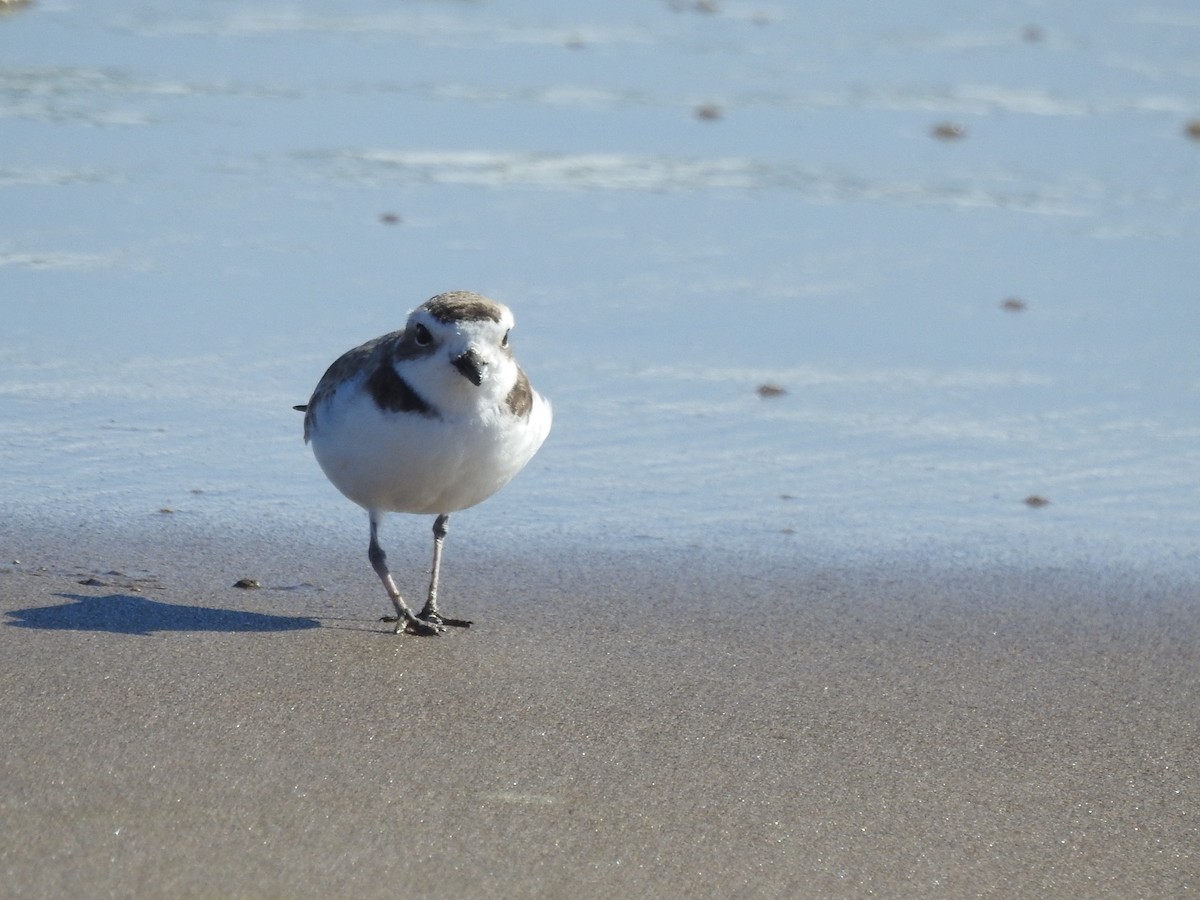 Snowy Plover - ML251802331