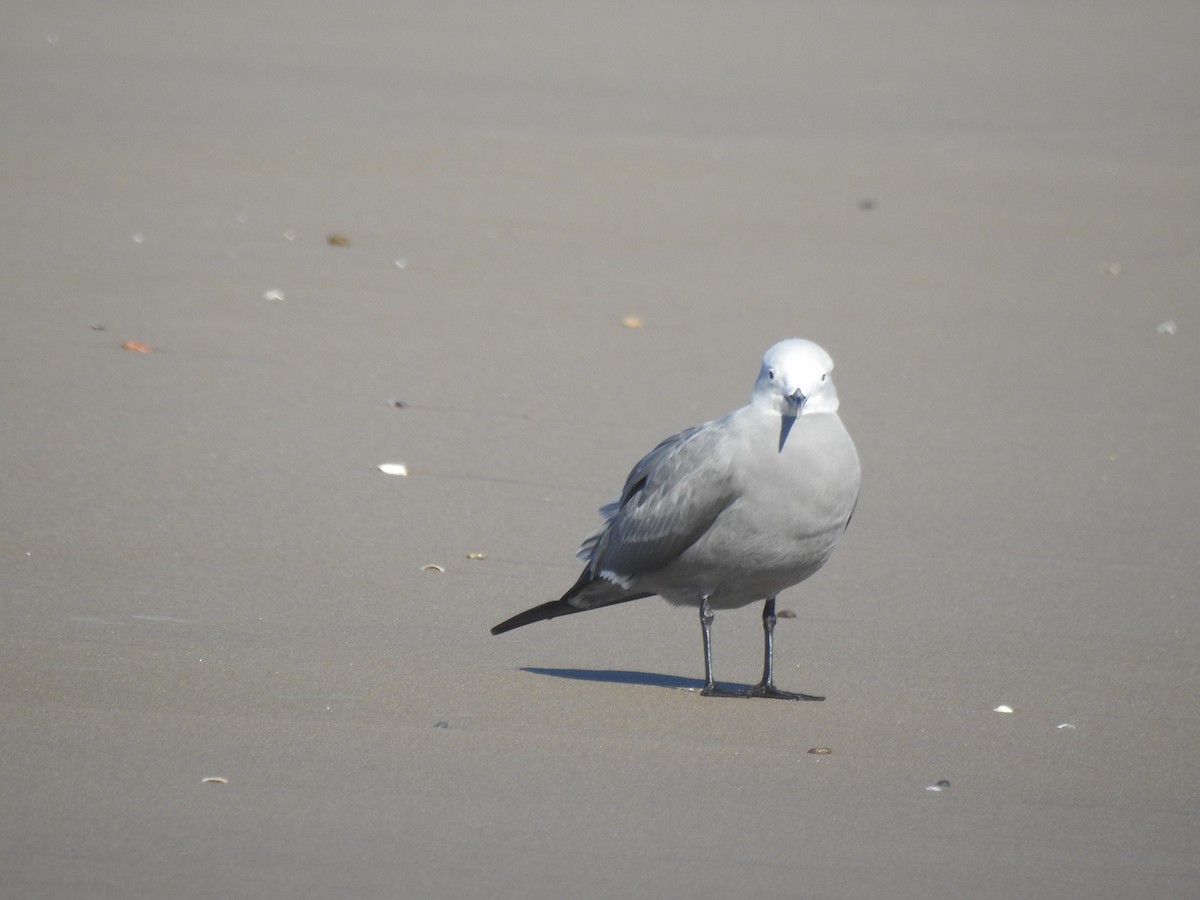 Gray Gull - ML251802821