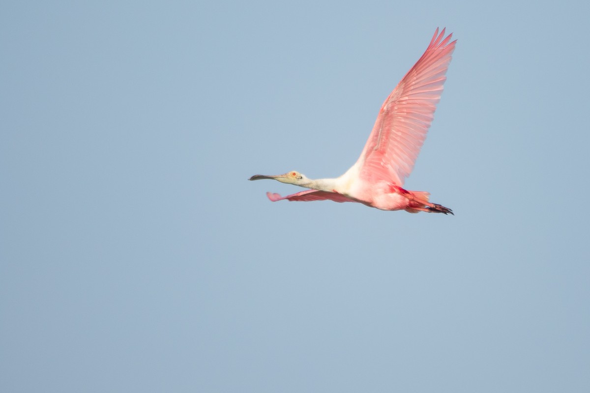 Roseate Spoonbill - ML251804591