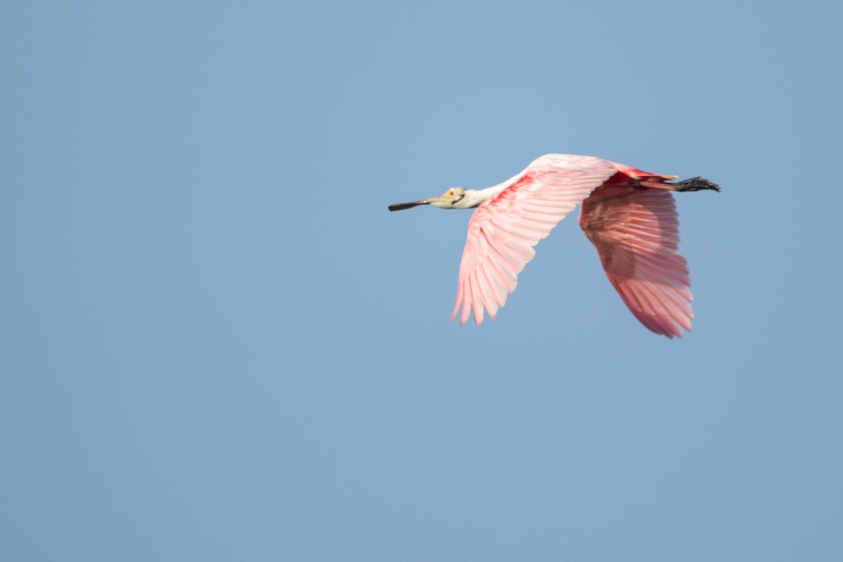 Roseate Spoonbill - ML251804601