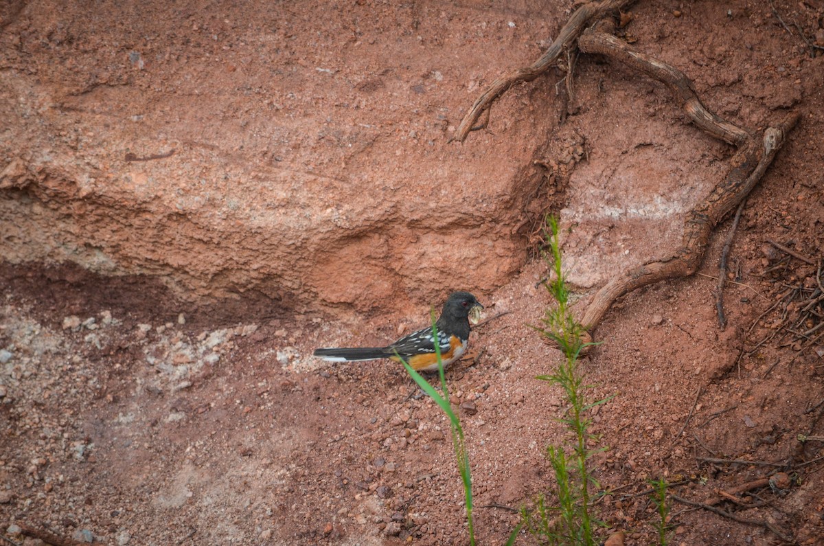 Spotted Towhee - ML251804891