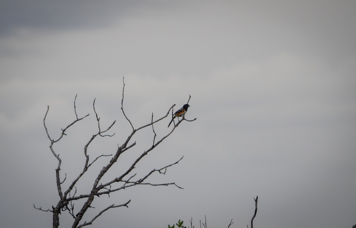 Spotted Towhee - ML251804961