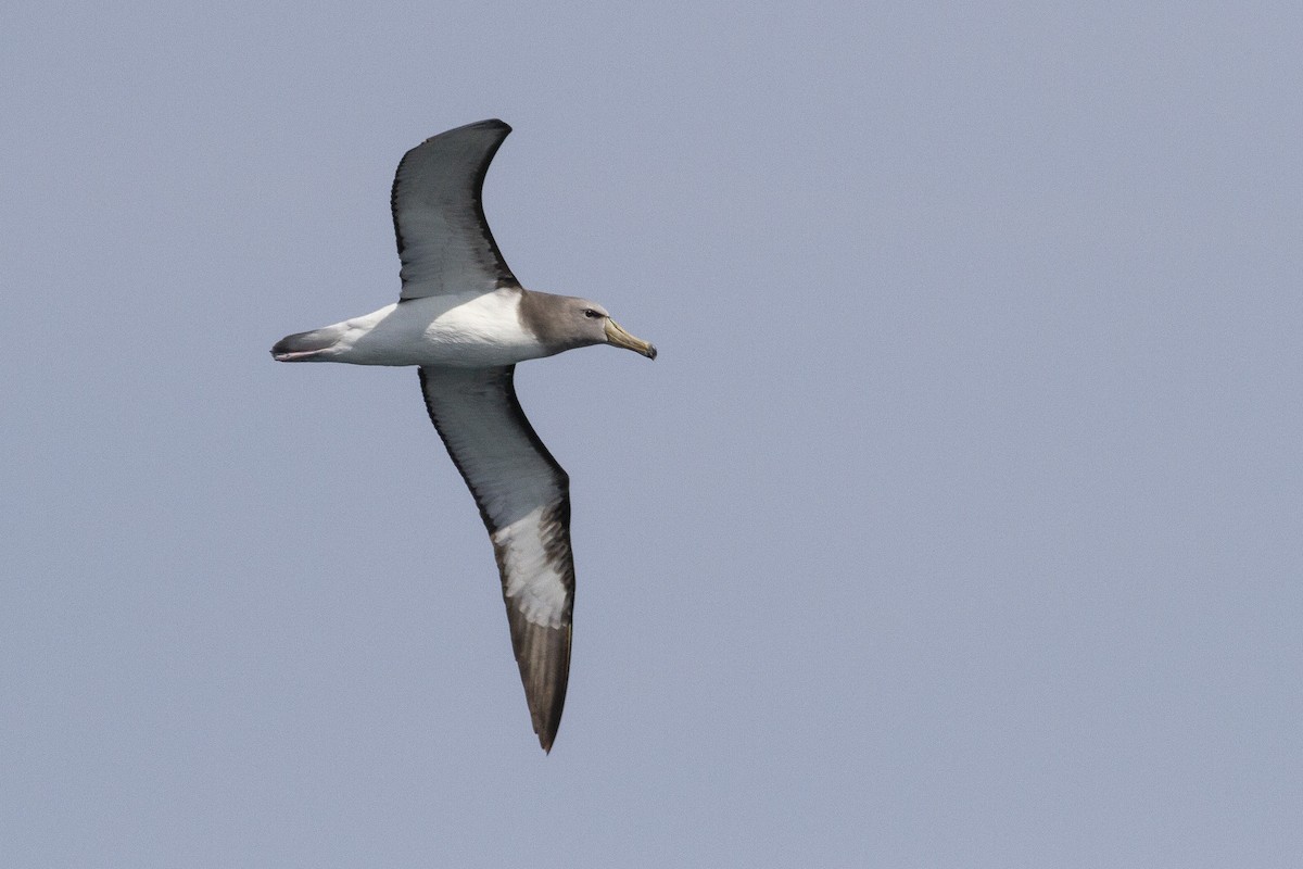 Chatham Albatross - ML251804991
