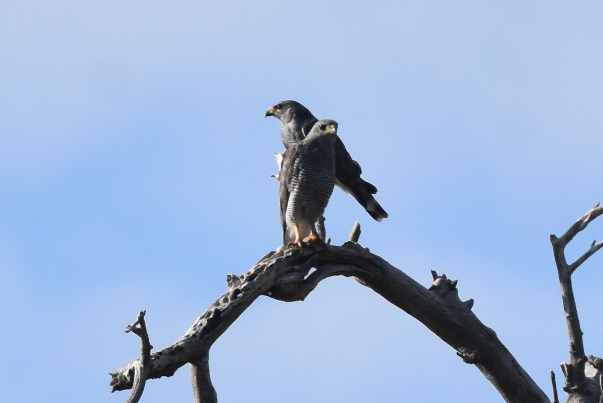 Gray Hawk - ML251805031