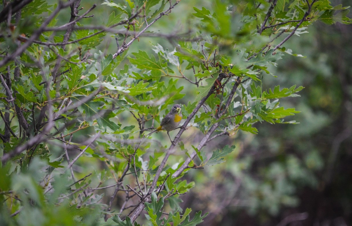 Virginia's Warbler - ML251805111