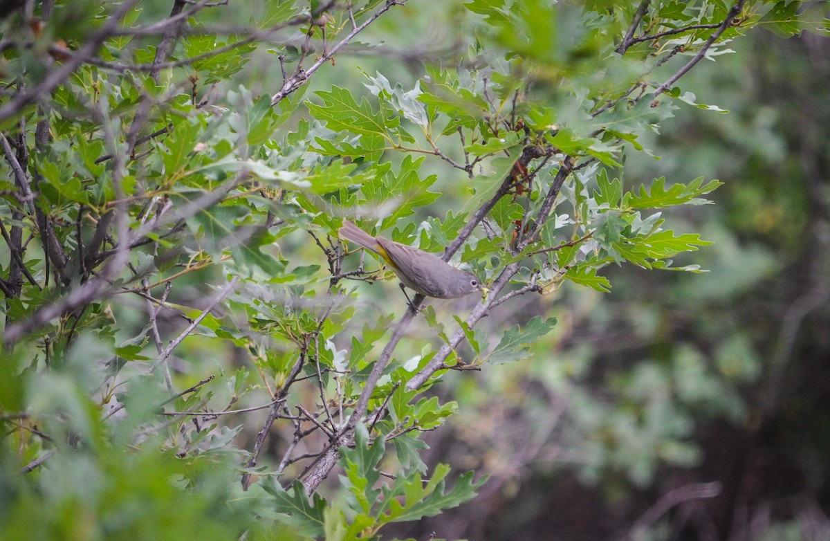 Virginia's Warbler - ML251805161