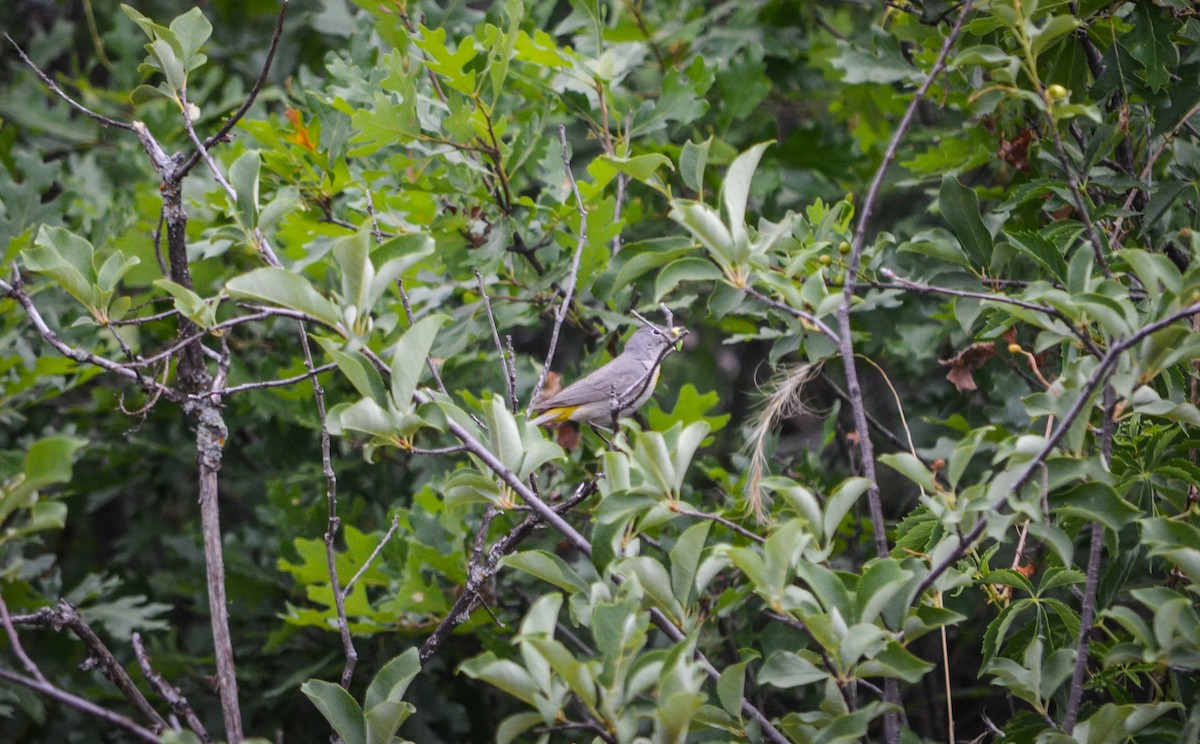 Virginia's Warbler - ML251805181