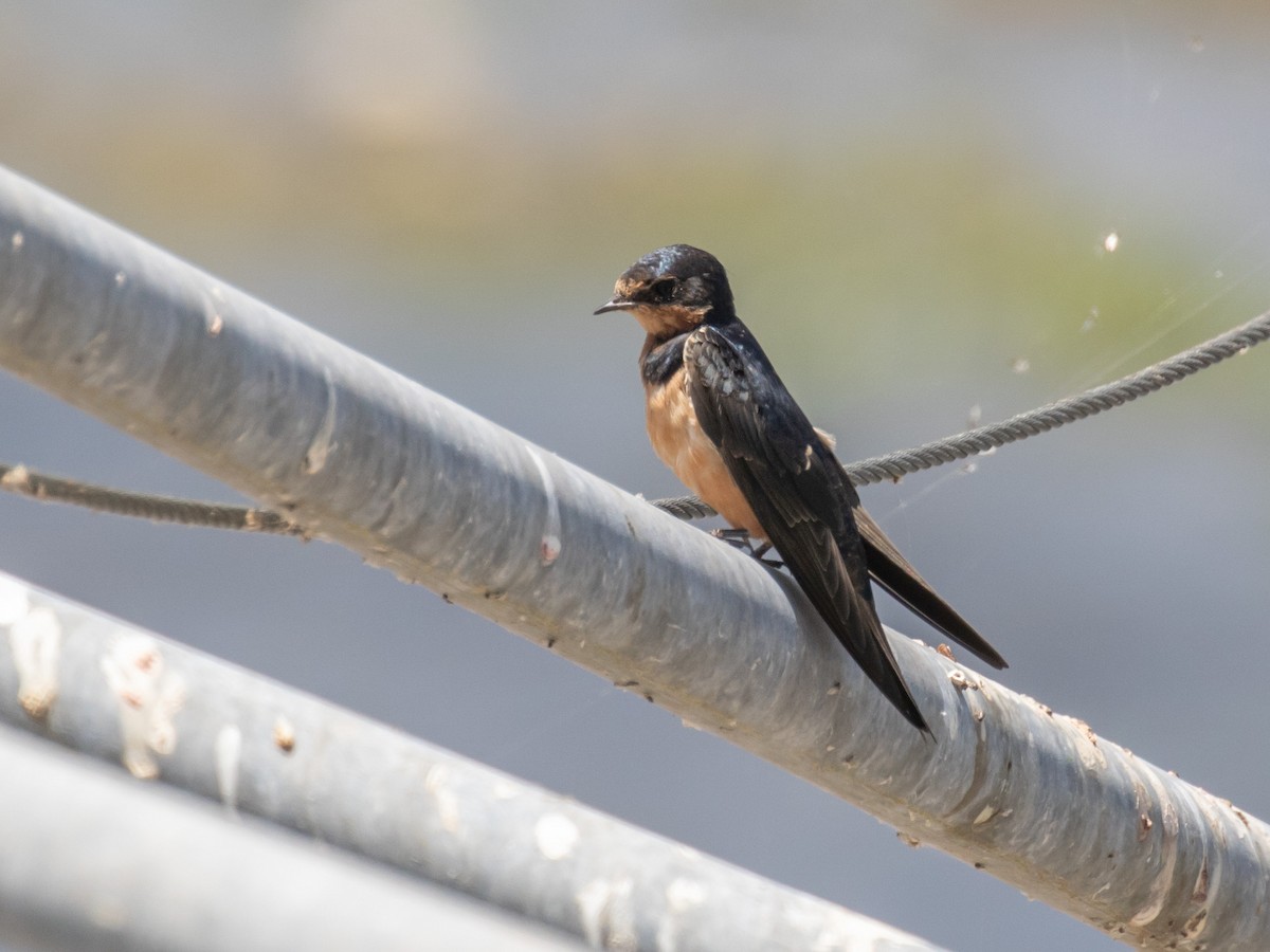 Hirondelle rustique (erythrogaster) - ML251807031