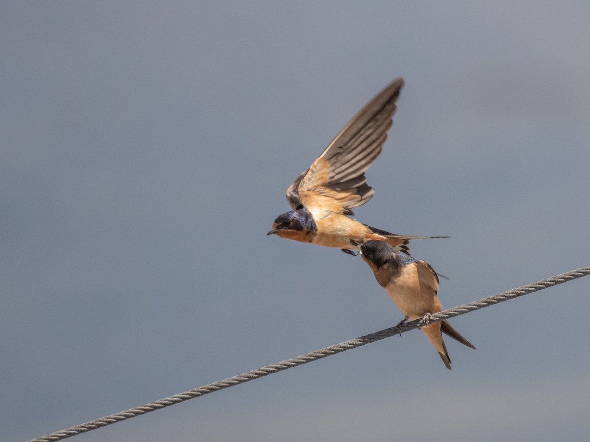 Hirondelle rustique (erythrogaster) - ML251807041