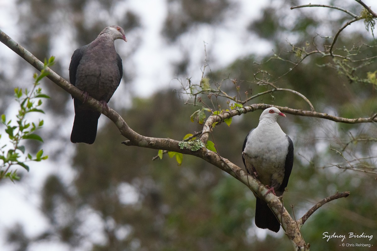 White-headed Pigeon - ML251807061