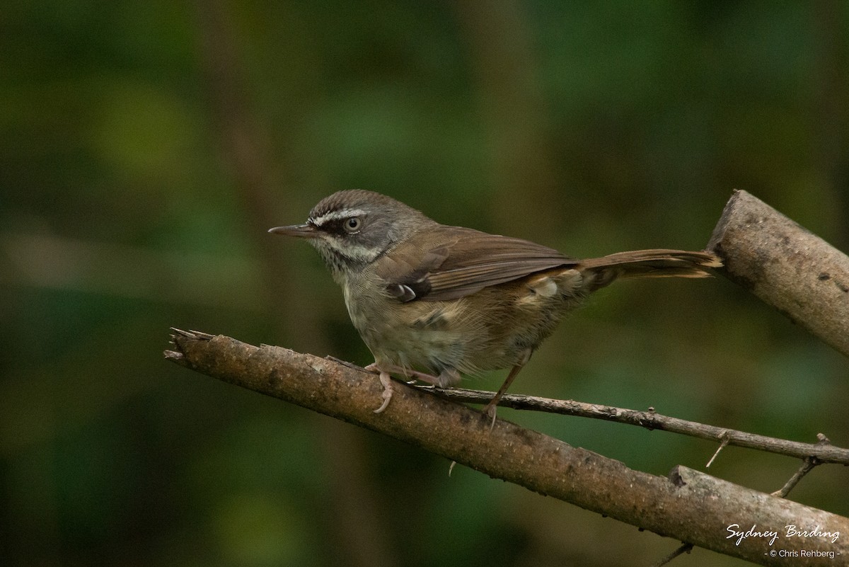 White-browed Scrubwren (White-browed) - ML251807071