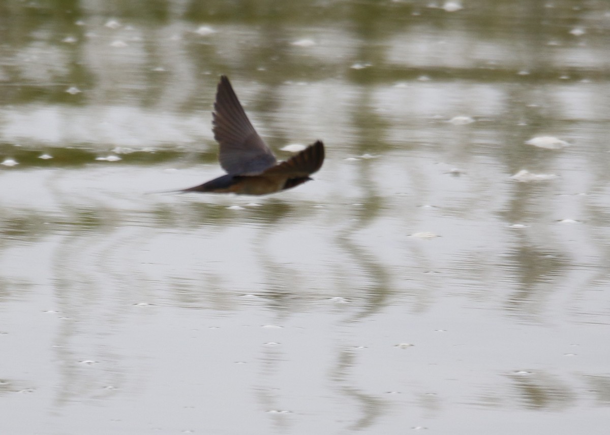 Golondrina Común - ML251807621